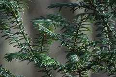 Taxus baccata