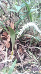 Bulbophyllum multiflorum