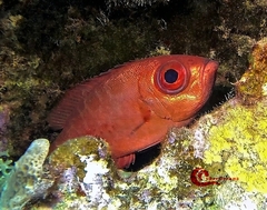 Heteropriacanthus cruentatus
