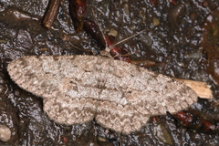 Hypomecis punctinalis