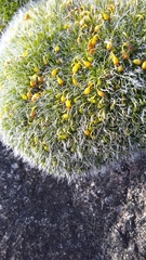 Grimmia pulvinata