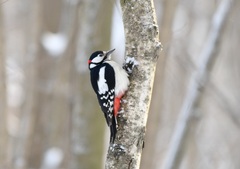 Dendrocopos major