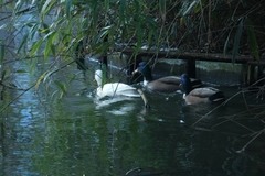 Anas platyrhynchos domesticus