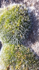 Grimmia pulvinata