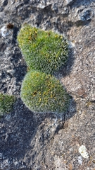 Grimmia pulvinata