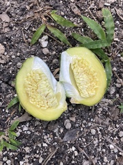 Tabernaemontana alba