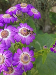 Apis cerana