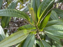 Miconia bicolor