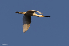 Platalea leucorodia