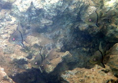 Sphaeramia orbicularis