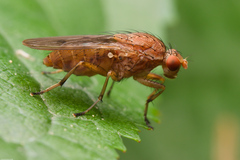 Suillia variegata