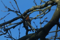 Erithacus rubecula