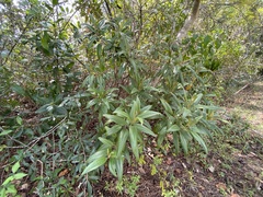 Miconia bicolor