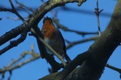 Erithacus rubecula