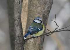 Cyanistes caeruleus