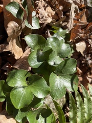 Hepatica americana