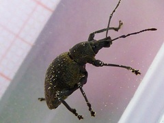 Otiorhynchus pseudonothus