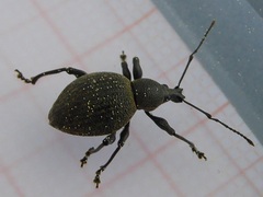 Otiorhynchus pseudonothus