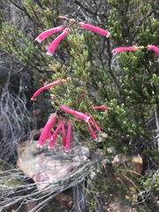 Erica discolor