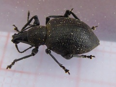 Otiorhynchus pseudonothus