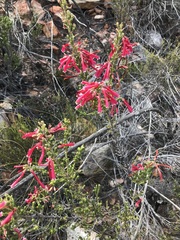 Erica discolor