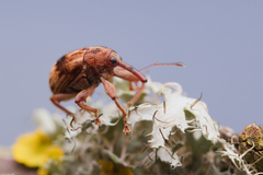 Anthonomus rectirostris