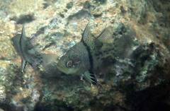 Sphaeramia orbicularis