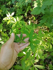 Agrimonia pilosa