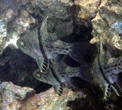 Sphaeramia orbicularis