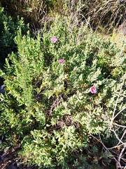 Cistus