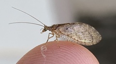 Nusalala tessellata