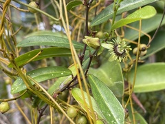 Passiflora pallida
