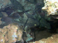 Sphaeramia orbicularis