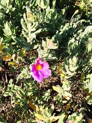 Cistus