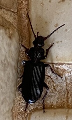 Omphrina
