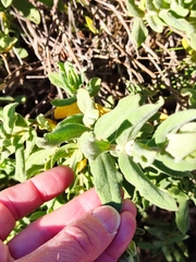 Cistus