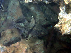 Sphaeramia orbicularis