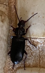 Omphrina