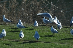 Chroicocephalus ridibundus
