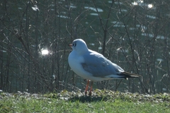 Chroicocephalus ridibundus