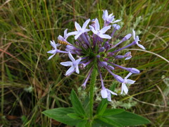 Pentanisia prunelloides