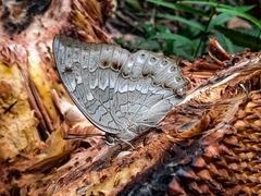 Charaxes nitebis
