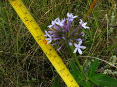 Pentanisia prunelloides