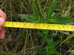 Pentanisia prunelloides