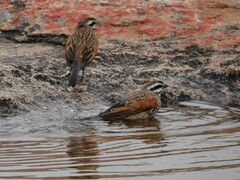 Emberiza capensis
