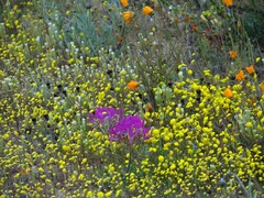 Dimorphotheca sinuata