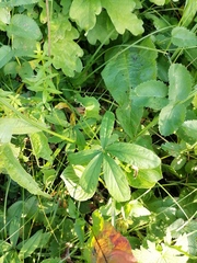 Potentilla alba