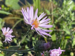 Ampelaster carolinianus