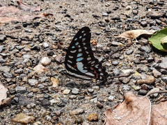 Graphium eurypylus