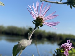 Ampelaster carolinianus